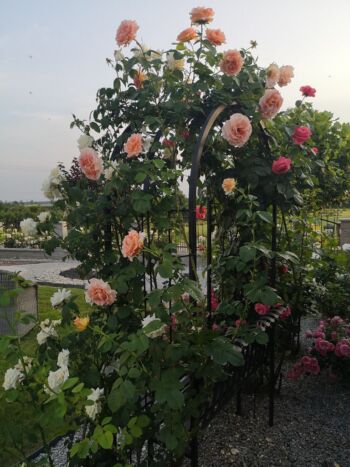 łososio morelowa róża pnąca