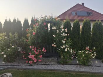 obficie kwitnące róże pnące