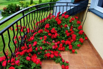 obficie kwitnące róże pnące płożące się na balkon