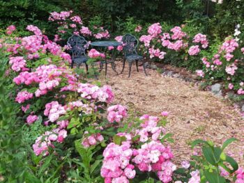 odpoczynek wśród róż