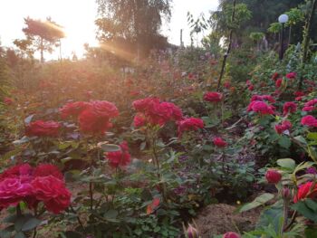 ogród pełen róż rabatowych