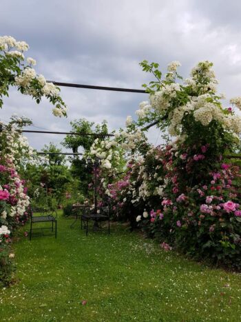 ogród różany jest odpowiednim miejscem do relaksu