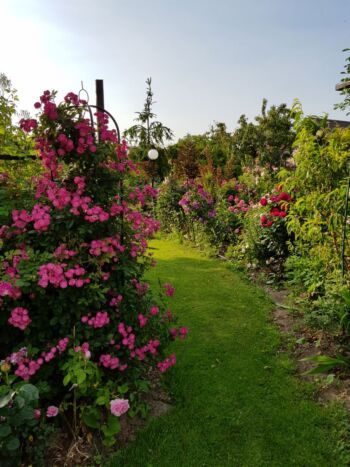 piękna kompozycja ogrodu różanego