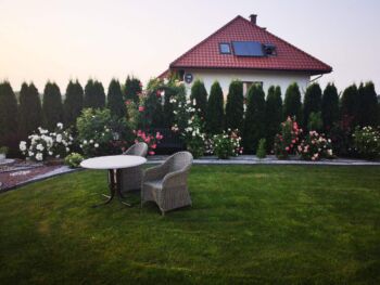 rabata różana róże angielskie i pnące