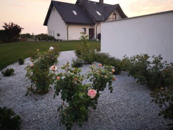 rabata różana zrobiona z róż okrywowych