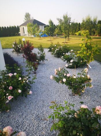 rabata z róż rabatowych