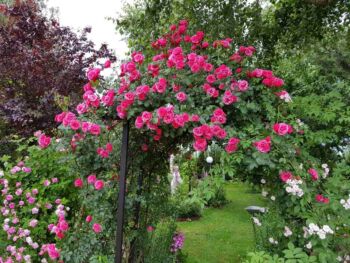 róża pnąca pięknie komponująca się na pergoli