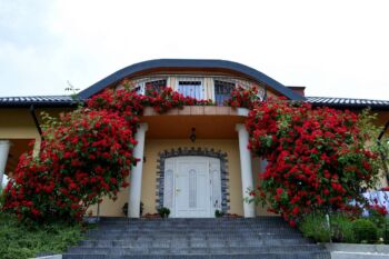 róże climber czerwone