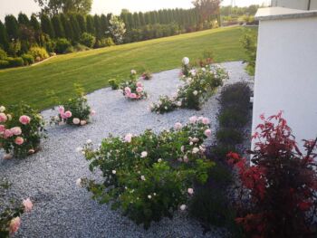 róże obok lawendy klonu oraz judaszowca