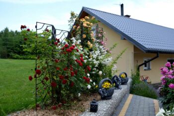 róże pnące białe morelowe różowe oraz czerwone