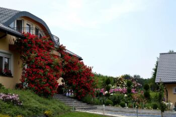 róże pnące czerwone obficie kwitnące