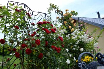 róże pnące kompozycja