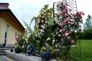 róże pnące pięknie komponujące się w ogrodzie