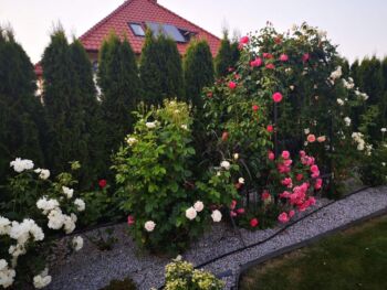 róże pnące wraz z różami angielskimi