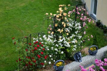 róże pnące z innej perspektywy