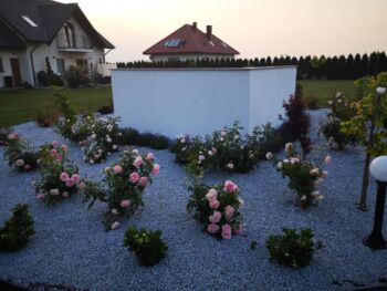 róże rabatowe różowe