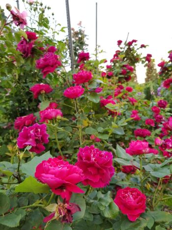 róże różowe wielkokwiatowe przyciągające wzrok