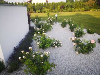 róże w połączeniu z lawendą