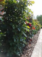 róże wielkokwiatowe