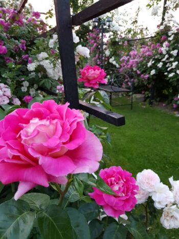 róże wielkokwiatowe