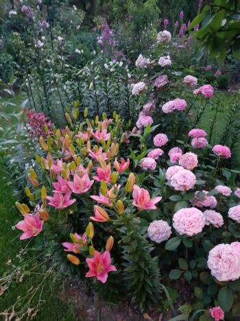 róże wielkokwiatowe różowe