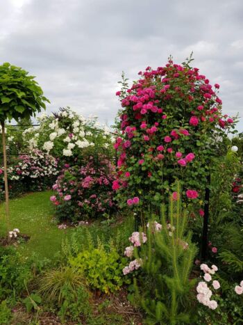 różnego rodzaju róże pnące oraz rabatowe