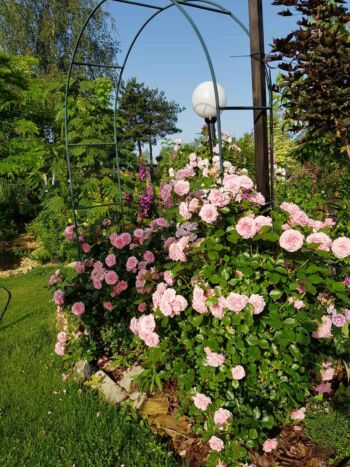 różowe róże krzaczaste