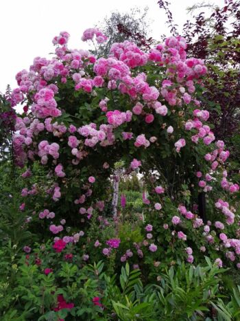 różowe róże pnące