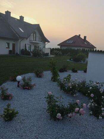 różowe róże rabatowe