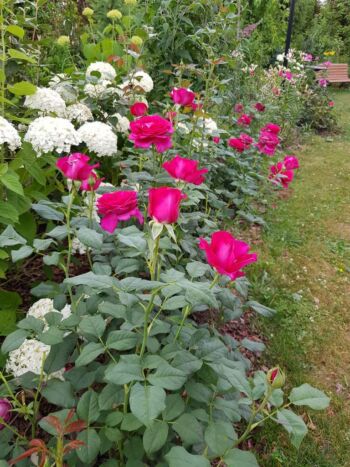 venrosa czerwona róża wielkokwiatowa