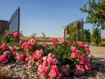 heidetraum róże okrywowe