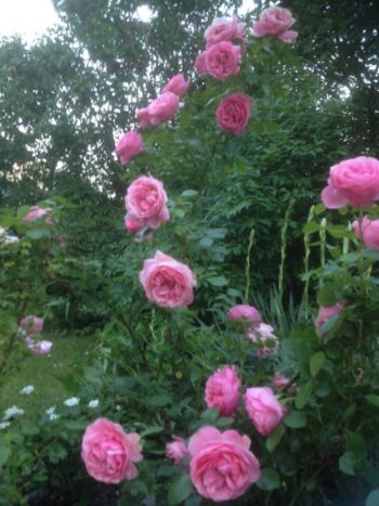 miss obeiktywu leonardo da vinci