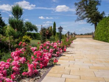 odporne róże heidetraum okrywowe