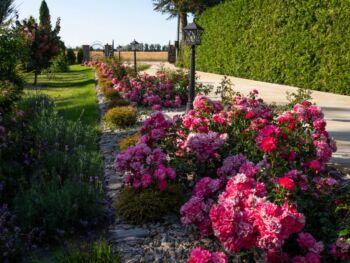 odporne róże okrywowe heidetraum