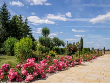 okrywowe różowe róże heidetraum