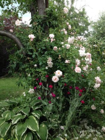 róża pnąca new dawn