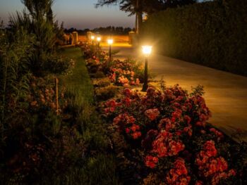 róże heidetraum okrywowe