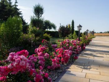 róże okrywowe heidetraum