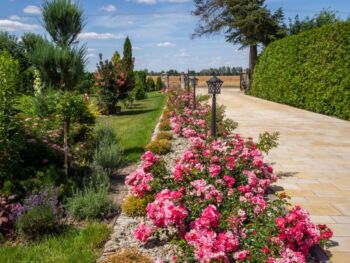 różowe róże okrywowe heidetraum