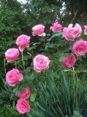 różowe róże rabatowe_leonardo_da_vinci