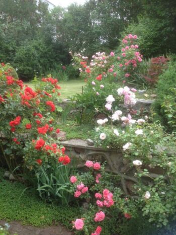 wielokolorowe mini rozarium