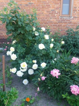 białe róże wielkokwiatowe chopin