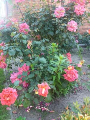 chicago peace róże wielkokwiatowe