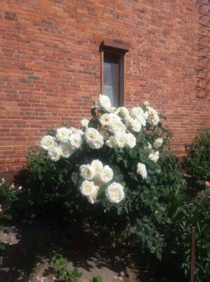 chopin róże wielkokwiatowe