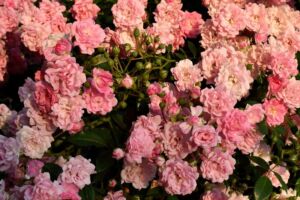 odporne róże pienne the fairy