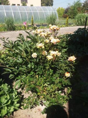 róża miniaturowa sweet dream