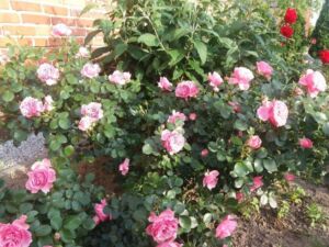 róża rabatowa leonardo da vinci