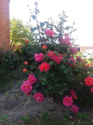 róża wielkokwiatowa chicago peace