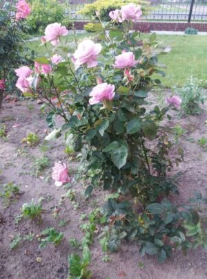 róża wielkokwiatowa moody blue