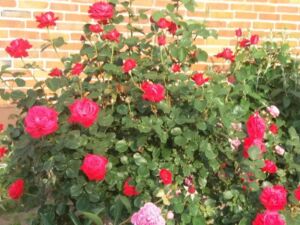 róża wielkokwiatowa pachnąca mister lincoln